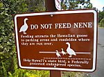 Hhnene1